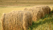 Holt Cat Agriculture machine service, cat ag equipment service